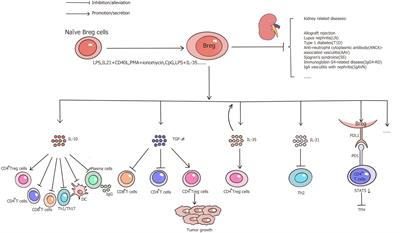 Frontiers | The Role Of Regulatory B Cells In Kidney Diseases